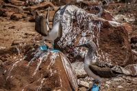 20140510110643-Mating_Ritual_of_Blue_Footed_Boobies