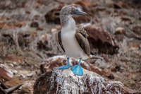 20140510110815-Mating_Ritual_of_Blue_Footed_Boobies