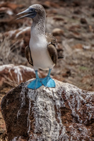 20140510110922-Mating_Ritual_of_Blue_Footed_Boobies