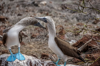 20140510110959-Mating_Ritual_of_Blue_Footed_Boobies