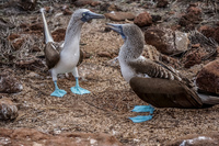 Mating Ritual of Blue Footed Boobies Puerto Ayora, Galapagos, Ecuador, South America