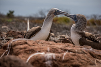 20140510111529-Mating_Ritual_of_Blue_Footed_Boobies