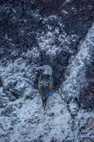 Blue footed Booby near Elizabeth Bay Isabella, Galapagos, Ecuador, South America