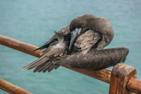 Young blue footed booby on Puerto Ayora Puerto Ayora, Galapagos, Ecuador, South America