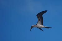 blue_footed_booby_flying