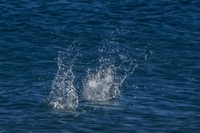 20140514090618-Blue_Footed_Boobie_diving_for_fish-2