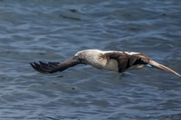20140514090649-Blue_Footed_Boobie_diving_for_fish