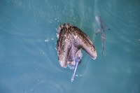 20140509185509-Shark_and_Pelican_near_Puerto_Ayora_Harbour