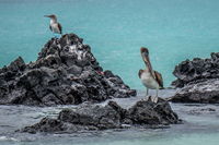 20140510132543-Pelican_and_Blue_Footed_Booby