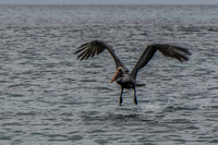 20140510134628-Brown_Pelican_flying_Landing
