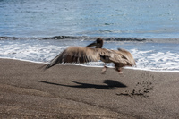 Brown Pelican of Floreana Puerto Velasco Ibarra, Galapagos, Ecuador, South America