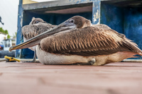 Brown Pelican near fish market Puerto Velasco Ibarra, Galapagos, Ecuador, South America