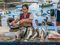 20140512165359-Brown_Pelicans_near_Fish_Market_Puerto_Ayora