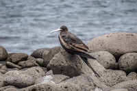 Younger female frigate bird Puerto Ayora, Galapagos, Ecuador, South America