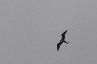 Frigate bird flying in James bay Sombrero Chino, Rabida, Galapagos, Ecuador, South America