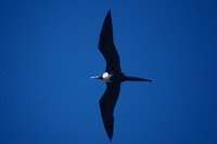 Frigate bird flying on Fernandina Fernandina Island, Galapagos, Ecuador, South America