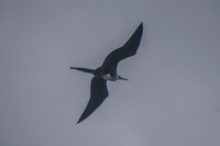 20140521141011-Frigate_bird_flying_in_La_Loberia