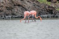 20140510131508-Greater_Galapagos_Flamingo_in_Lagoon