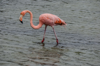20140510132043-Greater_Galapagos_Flamingo_in_Lagoon