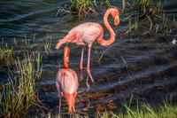 20140516145036-Great_Galapagos_Flamingo_on_Punta_Moreno