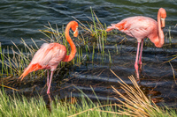 20140516145102-Great_Galapagos_Flamingo_on_Punta_Moreno