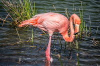 20140516145132-Great_Galapagos_Flamingo_on_Punta_Moreno