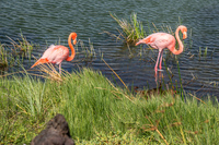 20140516145219-Great_Galapagos_Flamingo_on_Punta_Moreno