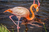 20140516145417-Great_Galapagos_Flamingo_on_Punta_Moreno