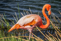 20140516150505-Great_Galapagos_Flamingo_on_Punta_Moreno
