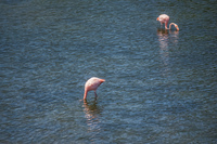 Flamingo lake near Puerto Villamil Isabella, Galapagos, Ecuador, South America