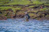 20140515081713-Galapagos_Penguin_on_Puerto_Espinoza