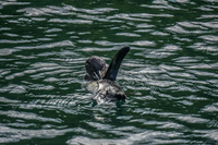 20140516085513-Galapagos_Penguin_Bathing_near_Elizabeth_Bay