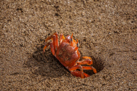 20140514081438-Ghost_Crabs