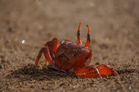 20140514081449-Ghost_Crabs