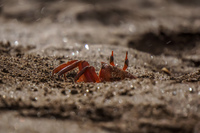 20140514081548-Ghost_Crabs