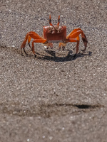 Ghost crab on Espumilla Beach Sombrero Chino, Rabida, Galapagos, Ecuador, South America
