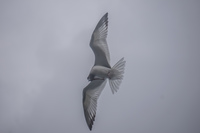 20140521141808-Swallow_tail_gull_in_La_Loberia_Cliffside