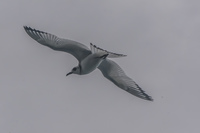 Swallow tail gull in La Loberia Cliffside Baquerizo Moreno, Galapagos, Ecuador, South America