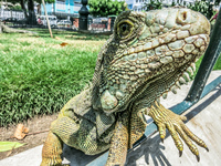 Land Iguana of Simon Boliviar Park Guayaquil, Ecuador, South America