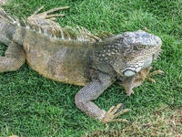 Land Iguana of Simon Boliviar Park Guayaquil, Ecuador, South America