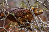Land Iguana on tree in North Seymour Puerto Ayora, Galapagos, Ecuador, South America