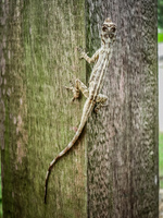 amazon gecko Lago Agrio, Nueva Loja Cuyabeno Reserve, Ecuador, South America