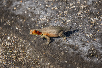20140514152709-Female_Lava_Lizard_with_Missing_Tail_on_Jame_Bay