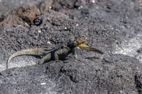 20140515090821-Lava_Lizard_eating_grasshopper_in_Fernandina