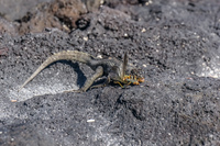 20140515090836-Lava_Lizard_eating_grasshopper_in_Fernandina