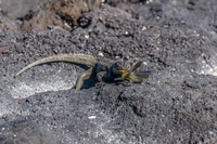20140515090839-Lava_Lizard_eating_grasshopper_in_Fernandina