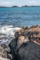 Marine Iguana of Floreana Puerto Velasco Ibarra, Galapagos, Ecuador, South America