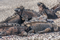 Marine Iguanas on James Bay Isla Santiago, Galapagos, Ecuador, South America
