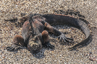 Marine Iguanas on James Bay Isla Santiago, Galapagos, Ecuador, South America