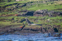 Marine Iguanas near Espionza of Fernandina Fernandina Island, Galapagos, Ecuador, South America